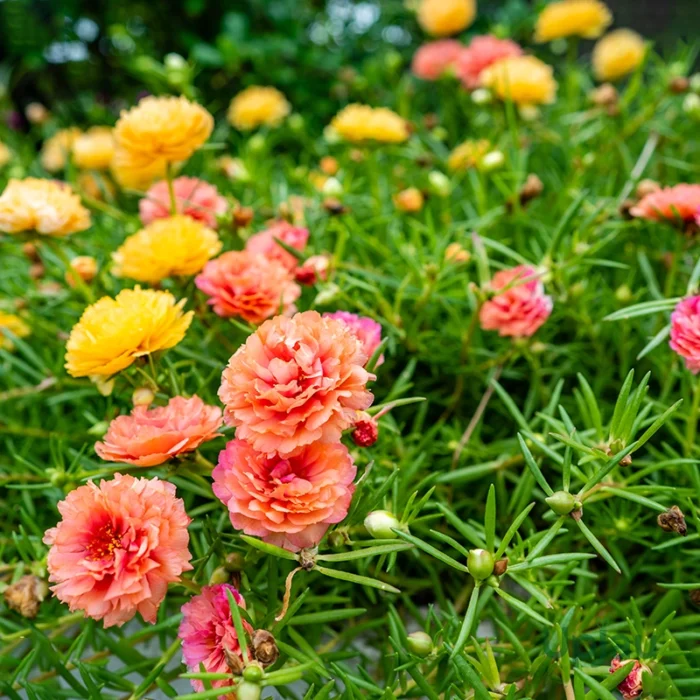 Portulaca Happy Hour Mix Seeds (Hybrid Imported)  (20 Seeds)