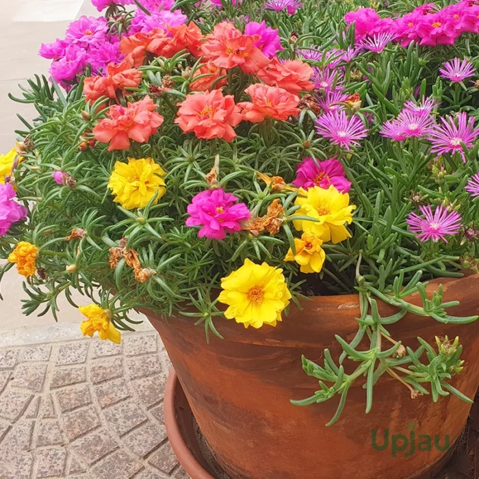 Portulaca Happy Hour Mix Seeds (Hybrid Imported)  (20 Seeds) - Image 2