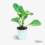 Peperomia Obtusifolia Green Variegated