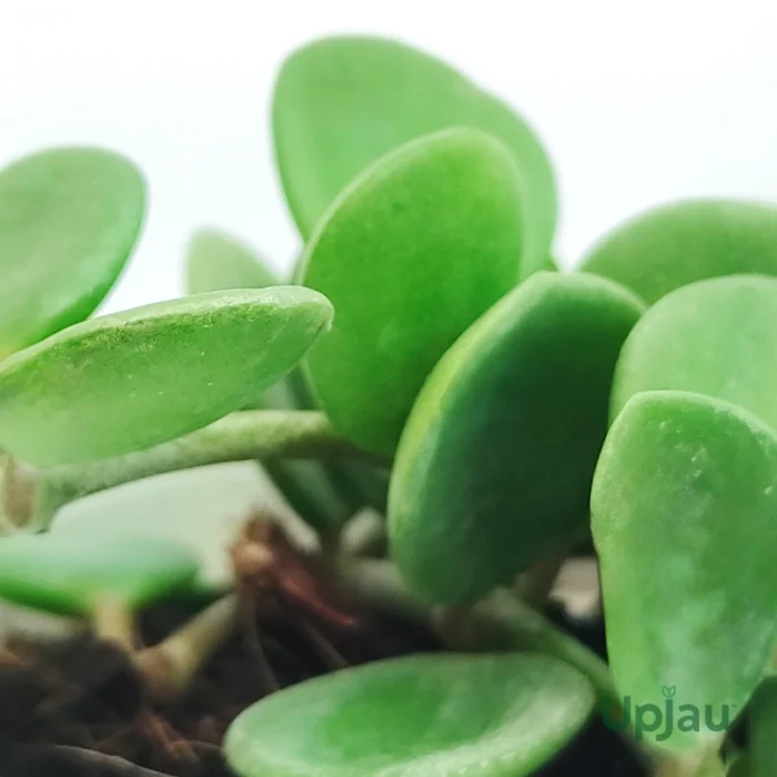 Peperomia Hope - Image 2