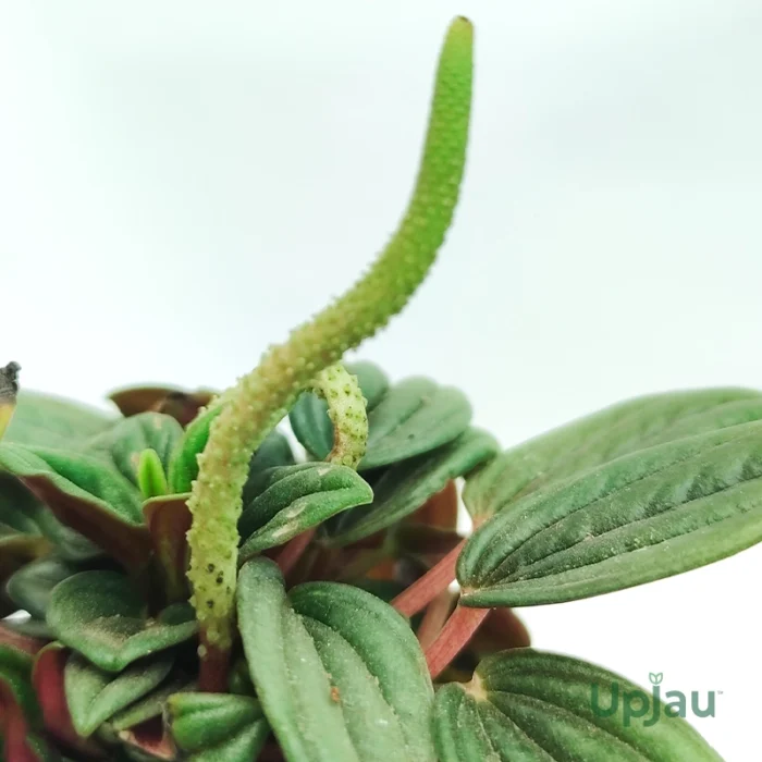 Peperomia Rosso - Image 2