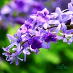 Petrea Volubilis / Sandpaper Rare Climber
