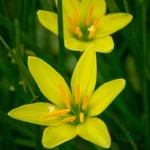 Rain Lily Yellow Bulb 