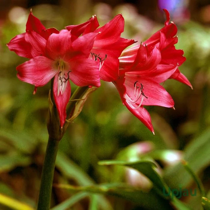 Red Crinum Lily 