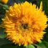 Teddy bear sunflower seeds