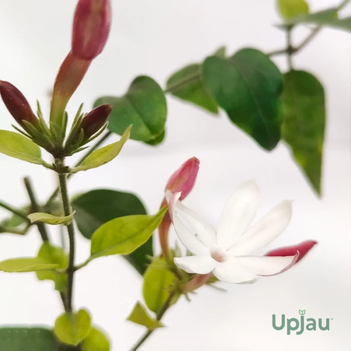 Star Jasmine Plant (Hybrid) - Image 4