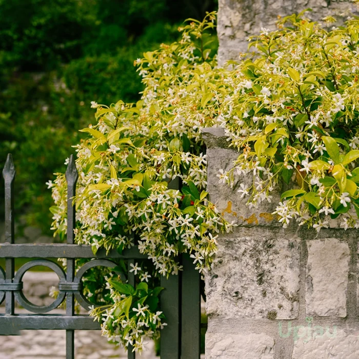 Star Jasmine Plant (Hybrid) - Image 2