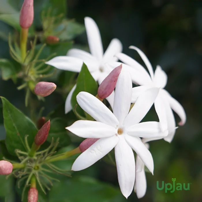 Buy Star Jasmine Plant