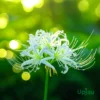 Lycoris White Spider Lily Bulb