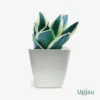 Sansevieria Golden Hahnii Snake Plant