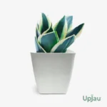 Sansevieria Golden Hahnii Snake Plant