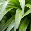 Green Spider Plant