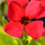 hybrid Vinca Tattoo Papaya flower Seeds