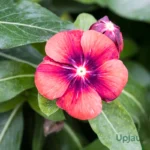 Vinca Tattoo Tangerine