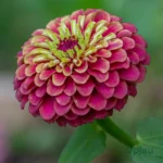 hybrid Zinnia Zahara Double Petal Raspberry Ripple Seeds