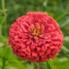 Zinnia Zahara Double Petal Salmon Seeds (Hybrid Imported) (20 Seeds)