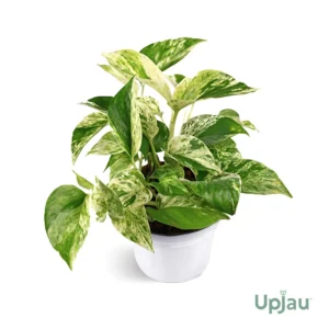 buy marble queen money plant pothos