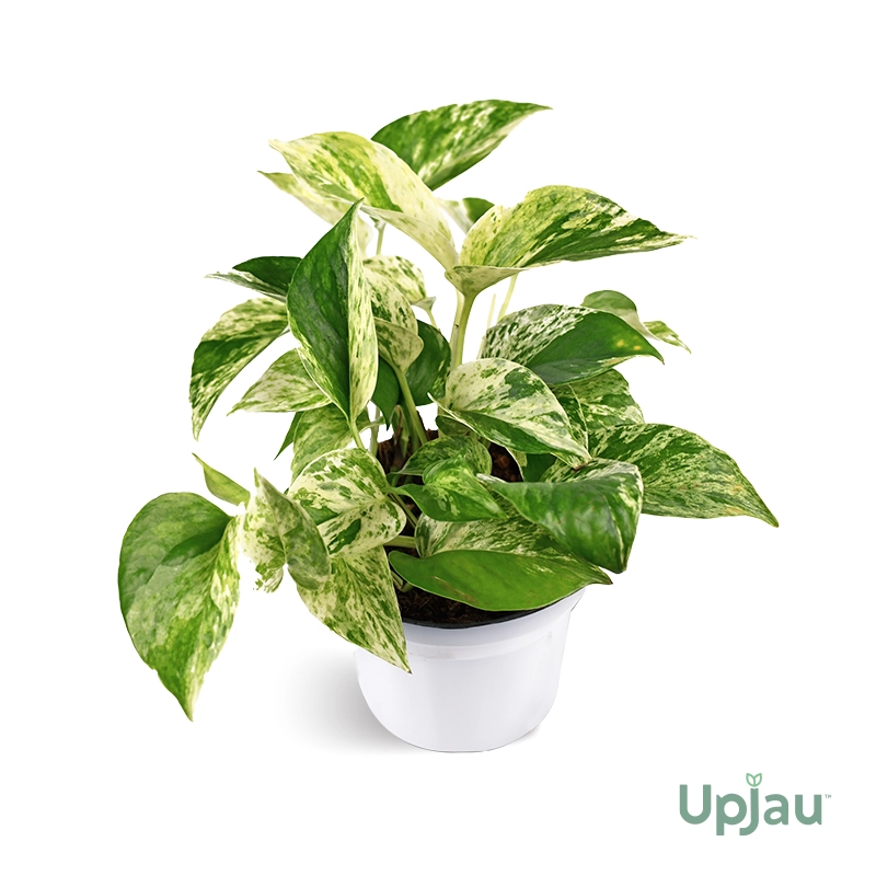 buy-marble-queen-money-plant-pothos