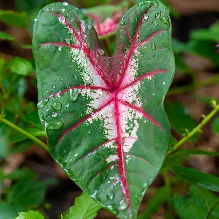 Caladium combo of 6 bulbs - Image 4