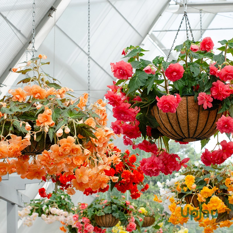 cascading-begonia-hanging-basket
