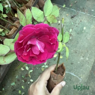 kashmiri rose