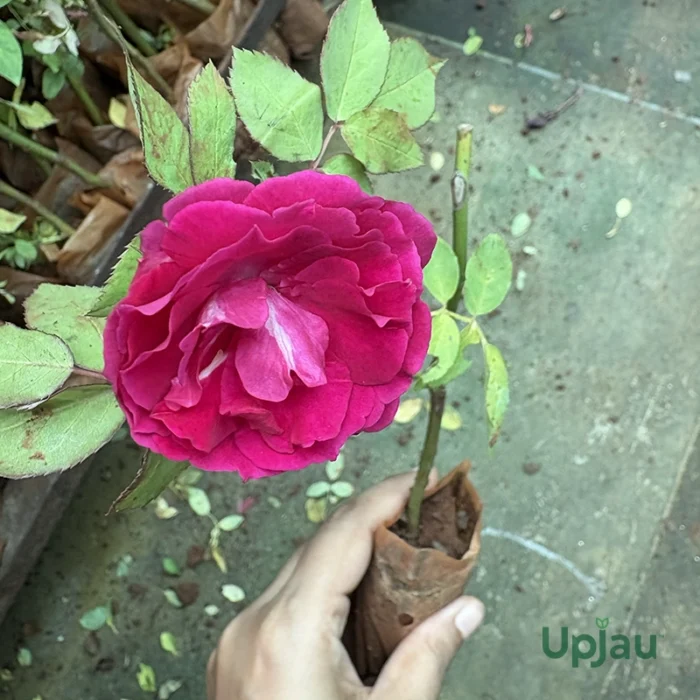 Kashmir Rose Plant - Image 2