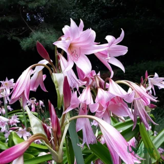 pink-crinum-lily