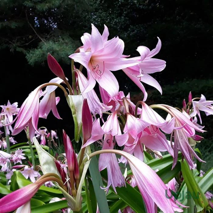 pink crinum lily