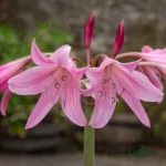 Pink Crinum Lily Bulb