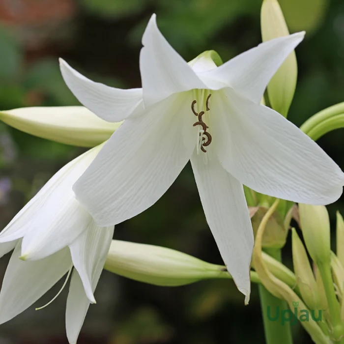 White Crinum Lily