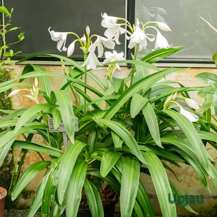 white crinum lily bulb