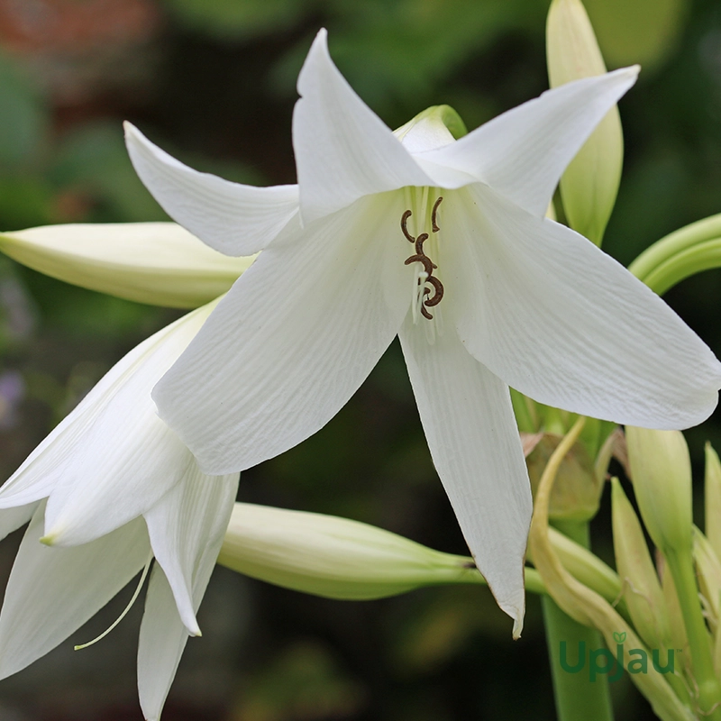 white-crinum-lily