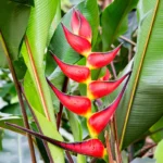 Heliconia Lobster Claws Bulb with red and yellow hanging tropical flowers growing in garden India