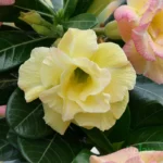 Triple Petal Yellow Adenium plant
