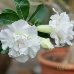 Triple Petal White adenium plant