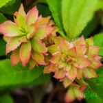 Adenium Bipasha Grafted (Hot Green Flower)