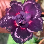 Triple Petal Hot Purple Adenium Plant