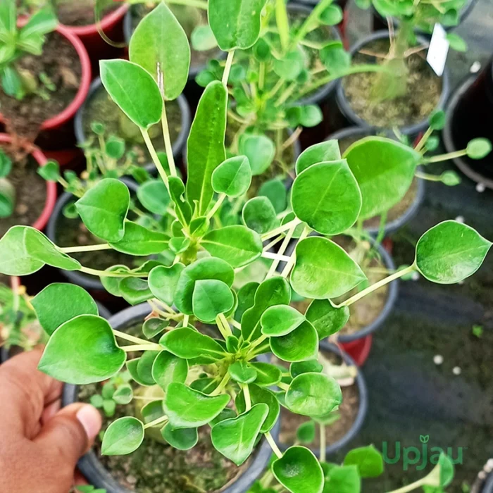 Adenium Kriti Grafted (Oval Shape Leaf)