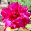 Triple Petal Pink Shine Adenium Plant