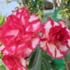 Triple Petal Soft Red White adenium plant