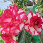 Triple Petal Soft Red White adenium plant