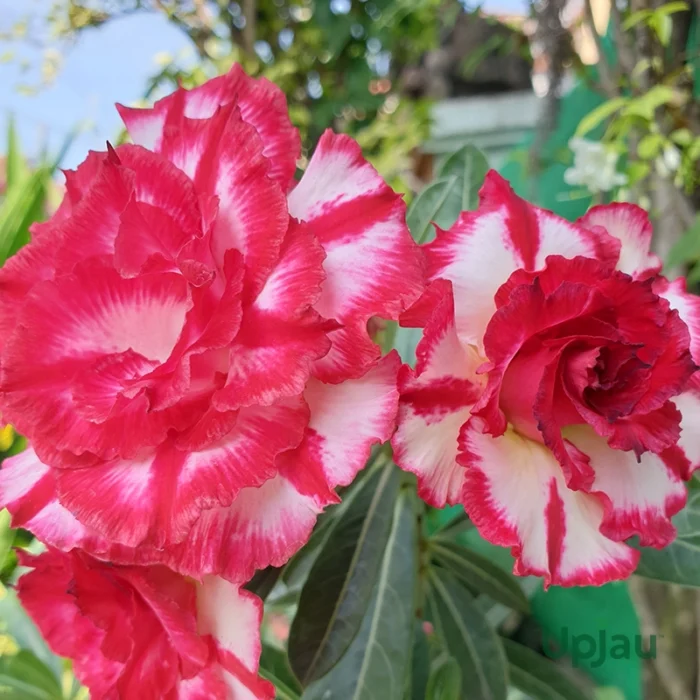 Adenium Alia Grafted (Triple Petal Soft Red White)