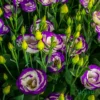 Lisianthus or Eustoma Plant Sapling