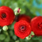 Buy Red Ranunculus Bulbs Online India