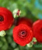 Buy Ranunculus Bulbs Online India