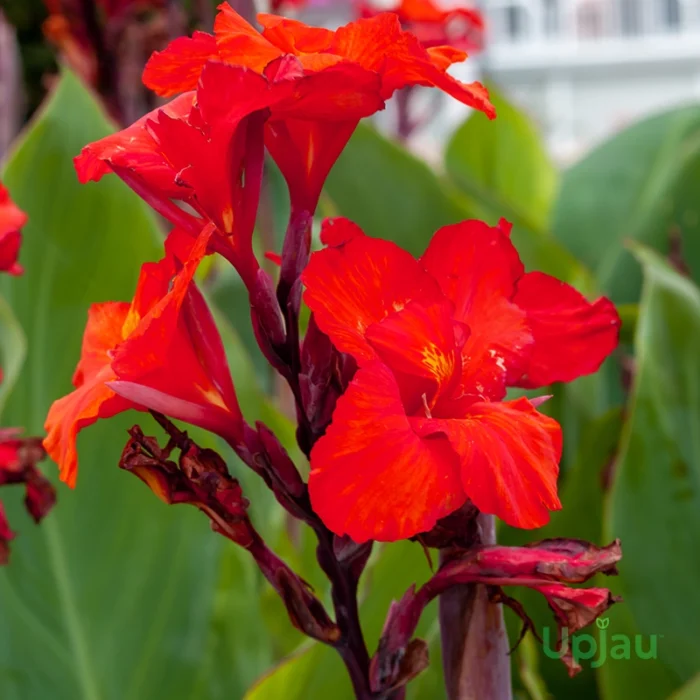 Red Canna Lily Bulbs