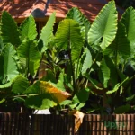 Elephant Ear / Colocasia / Alocasia Bulb