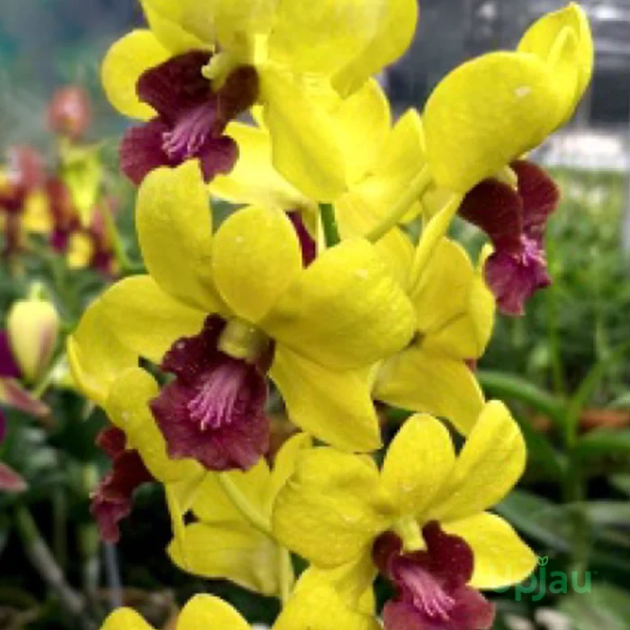 Dendrobium Thongchai Gold