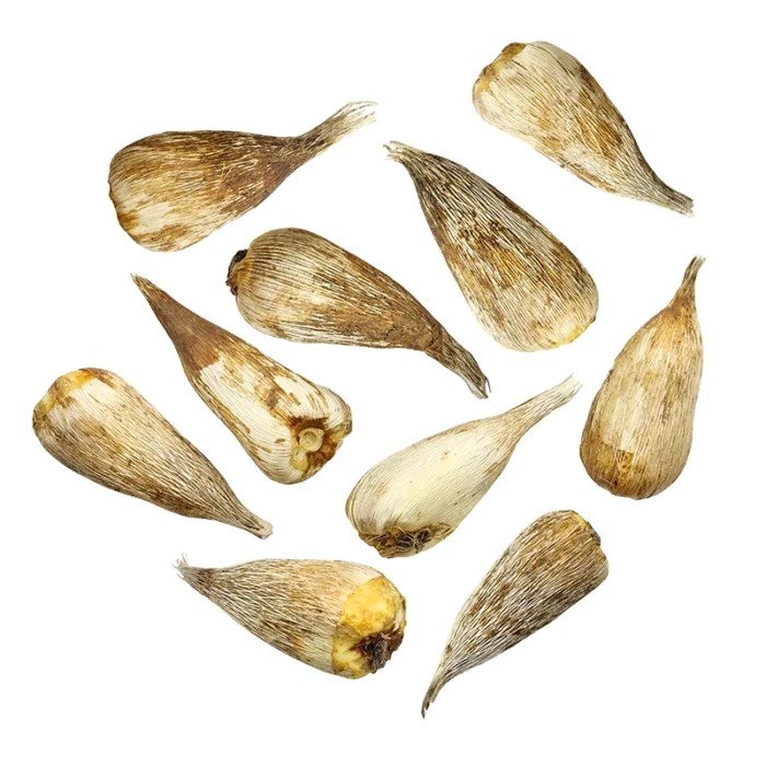 Freesia Bulbs (Combo of 6 bulbs) - Image 4