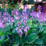 Hosta Funkia Blue Bulb (Roots)